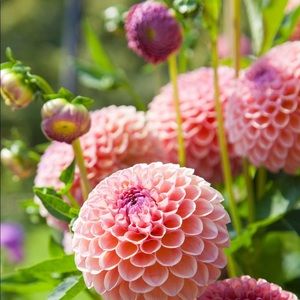 Meet your Posher, Daisy